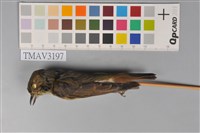 藏品(黃腹琉璃)的圖片